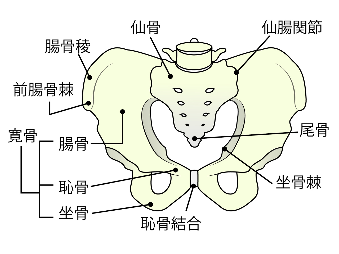仙腸関節画像